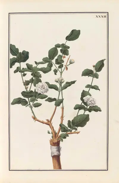 Stirpium imagines LXXV Pl.32 av Baldassare Cattrani