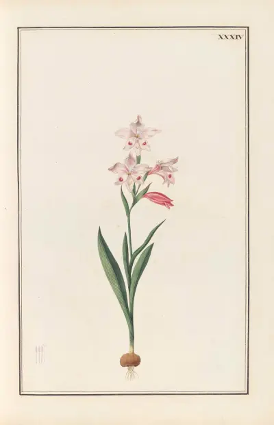 Stirpium imagines LXXV Pl.34 av Baldassare Cattrani