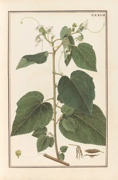 Stirpium imagines LXXV Pl.37 av Baldassare Cattrani