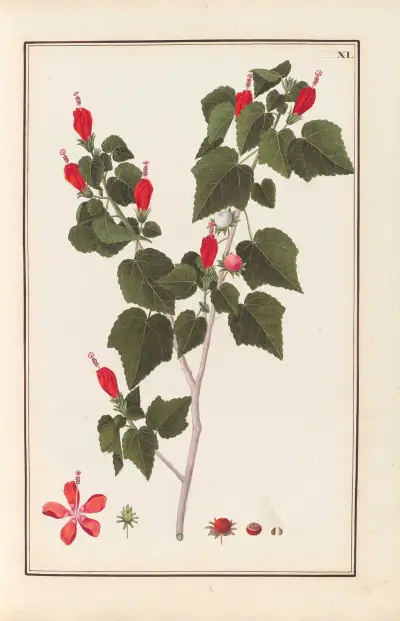 Stirpium imagines LXXV Pl.40 av Baldassare Cattrani