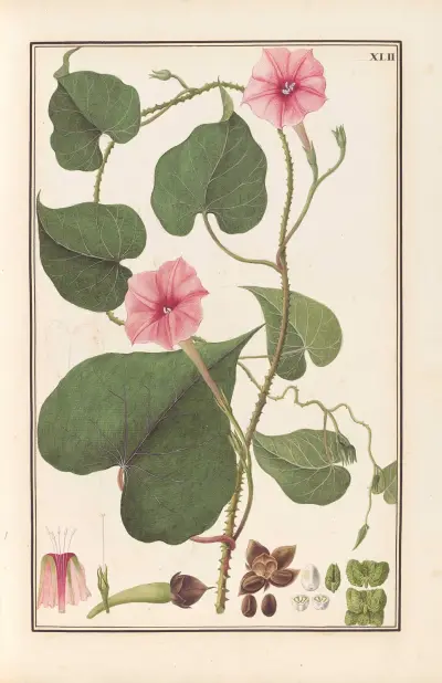 Stirpium imagines LXXV Pl.42 av Baldassare Cattrani