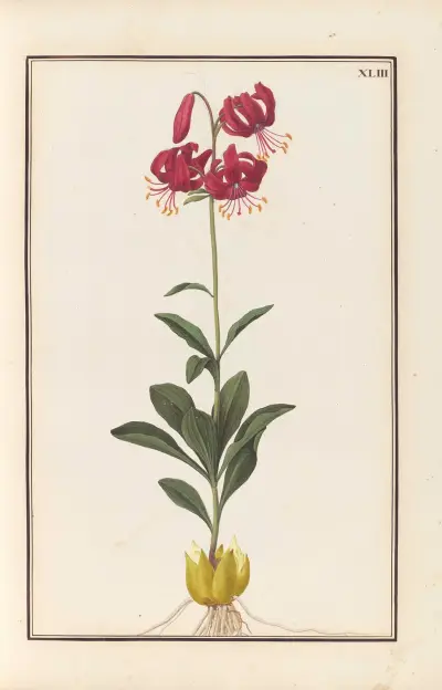 Stirpium imagines LXXV Pl.43 av Baldassare Cattrani