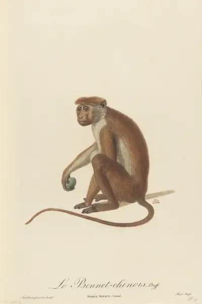 Le Bonnet Chinois, Jean-Baptiste Audebert