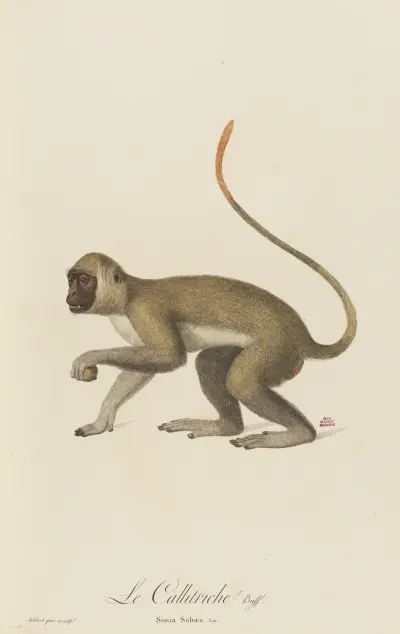 Le Callitriche, Jean-Baptiste Audebert
