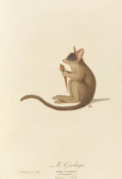 Le Galago, Jean-Baptiste Audebert