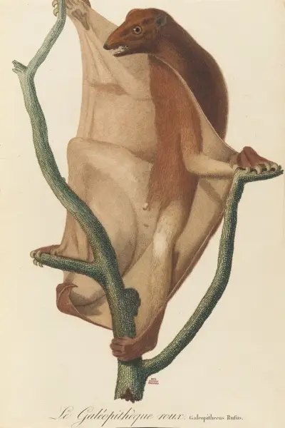 Le Galéopithèque roux, Jean-Baptiste Audebert