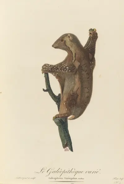 Le Galéopithèque varie, Jean-Baptiste Audebert