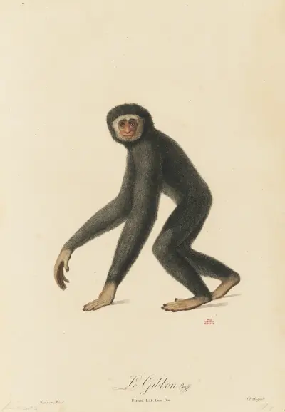 Le Gibbon, Jean-Baptiste Audebert