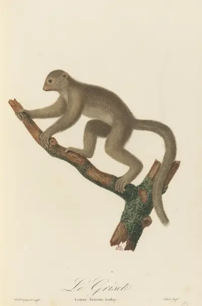 Le Griset, Jean-Baptiste Audebert