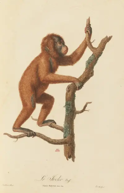 Le Jocko, Jean-Baptiste Audebert
