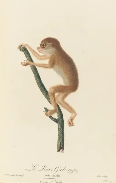 Le Loris gréle, Jean-Baptiste Audebert