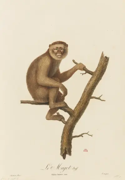 Le Magot, Jean-Baptiste Audebert