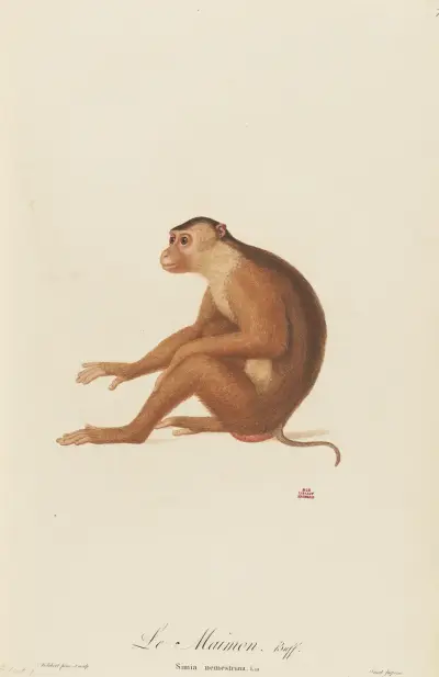 Le Maimon, Jean-Baptiste Audebert