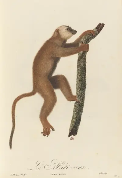 Le Maki roux, Jean-Baptiste Audebert