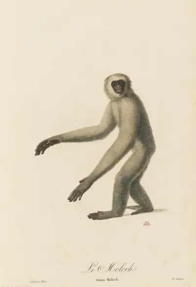 Le Moloch, Jean-Baptiste Audebert
