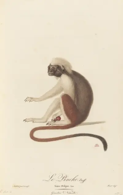 Le Pinche, Jean-Baptiste Audebert