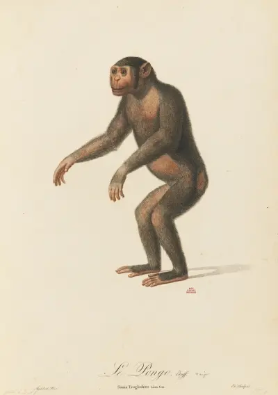 Le Pongo, Jean-Baptiste Audebert