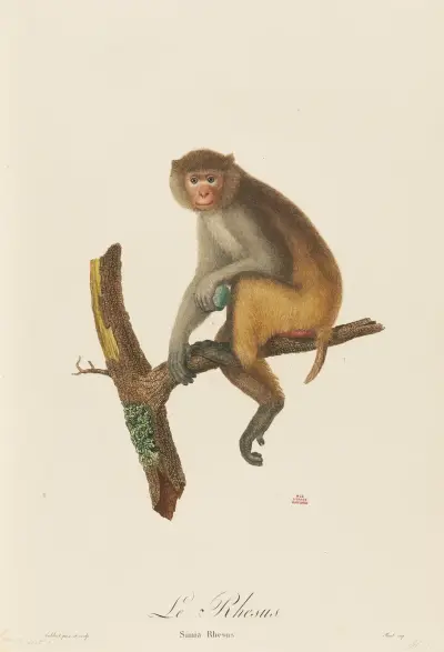 Le Rhesus, Jean-Baptiste Audebert