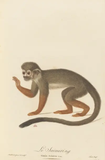Le Saimiri, Jean-Baptiste Audebert