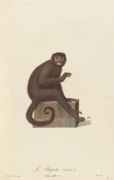 Le Sajou variété a, Jean-Baptiste Audebert