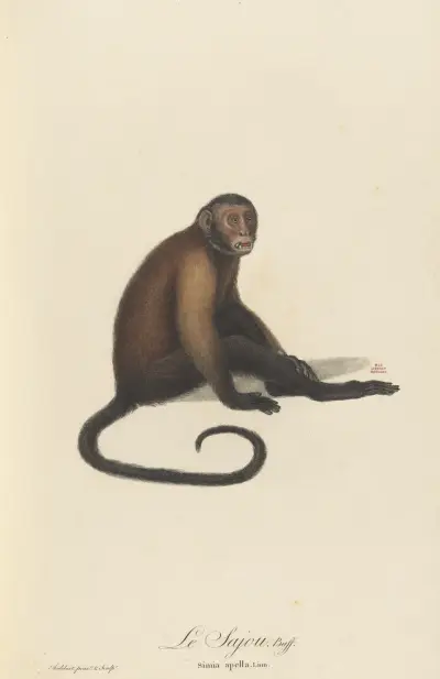 Le Sajou, Jean-Baptiste Audebert