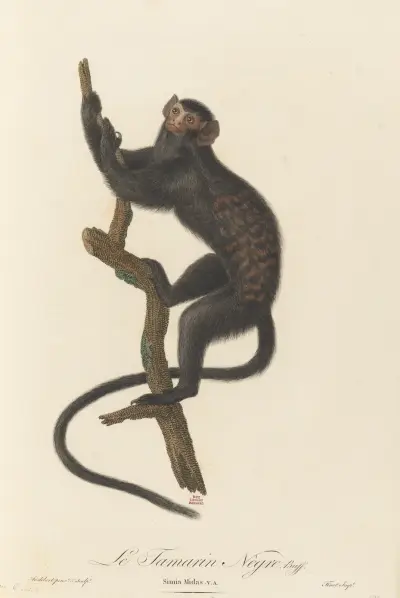 Le Tamarin Negre, Jean-Baptiste Audebert