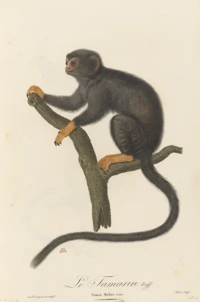 Le Tamarin, Jean-Baptiste Audebert