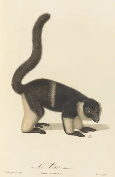 Le Vari variété a, Jean-Baptiste Audebert