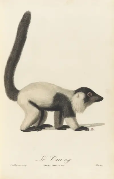Le Vari, Jean-Baptiste Audebert