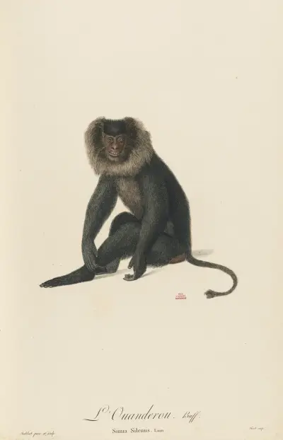 L’Ouanderou, Jean-Baptiste Audebert