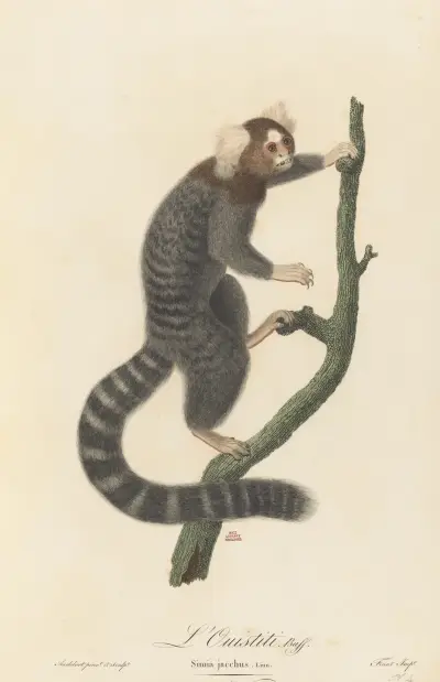 L’Ouistiti, Jean-Baptiste Audebert