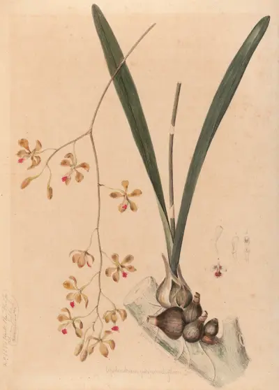 Ikony orchidei Brazylii, tab. 11, João Barbosa Rodrigues
