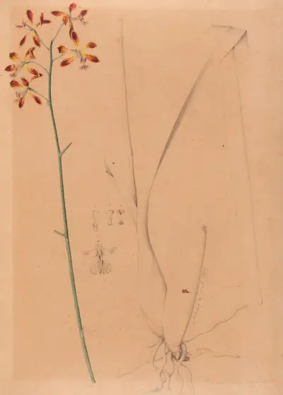 Ikonografia storczyków Brazylii, tabl. 12, João Barbosa Rodrigues