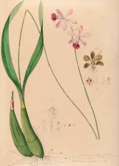 Iconographie des orchidées du Brésil Pl.13, João Barbosa Rodrigues