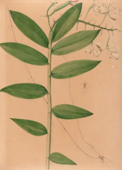 Iconographie des orchidées du Brésil, plansza 19, João Barbosa Rodrigues