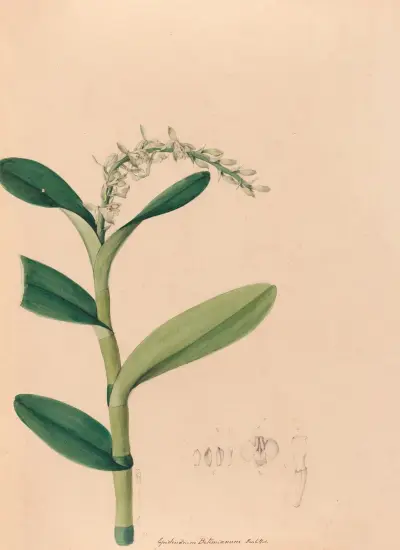 Iconographie des orchidées du Brésil, tablica 23, João Barbosa Rodrigues