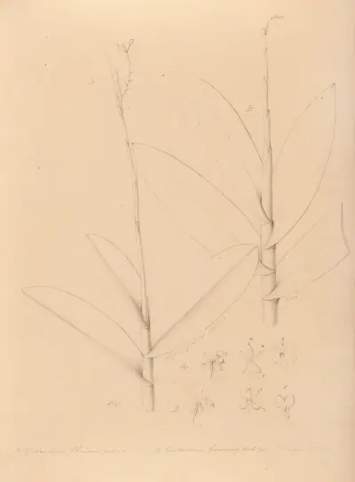 Iconographie des orchidées du Brésil, tablica 25, João Barbosa Rodrigues