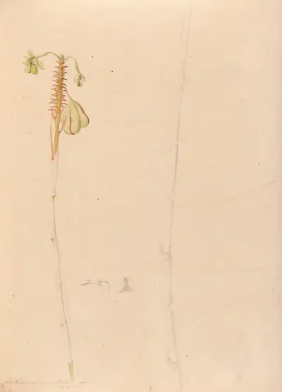 Ikonografia storczyków Brazylii, tabl. 26, João Barbosa Rodrigues