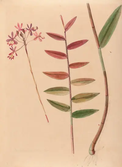Iconographie des orchidées du Brésil, pl. 30, João Barbosa Rodrigues