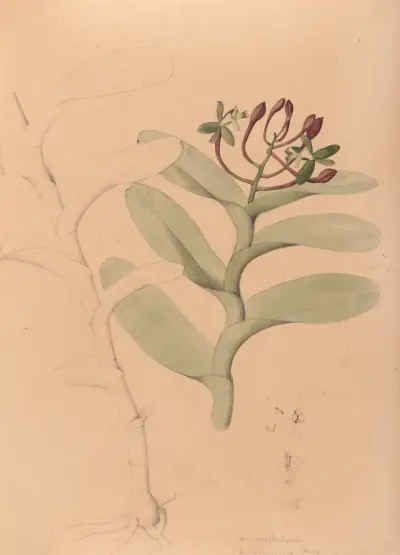 Iconografia das orquídeas do Brasil, Pl. 32, João Barbosa Rodrigues