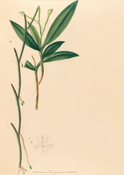 Iconografia das orquídeas do Brasil, pl. 35, João Barbosa Rodrigues