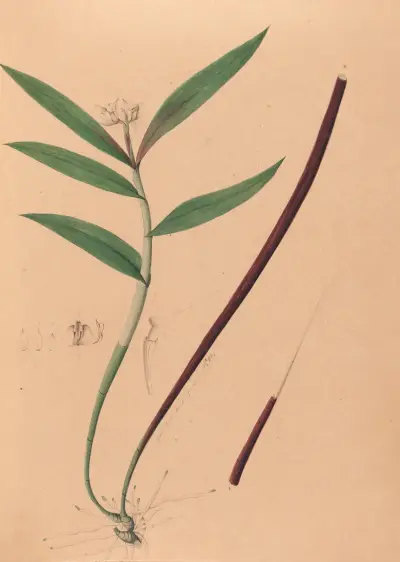 Iconografia storczyków Brazylii, tabl. 36, João Barbosa Rodrigues