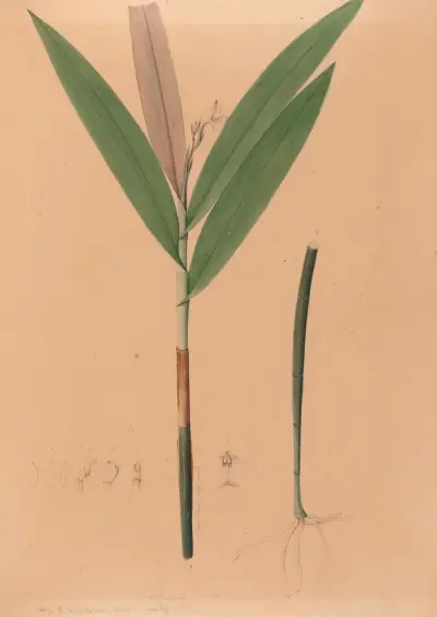 Ikonografia storczyków Brazylii, pl. 37, João Barbosa Rodrigues