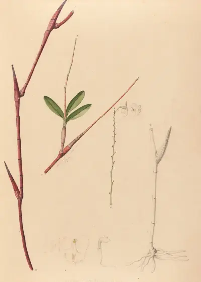 Iconographie des orchidées du Brésil Tablica 39, João Barbosa Rodrigues