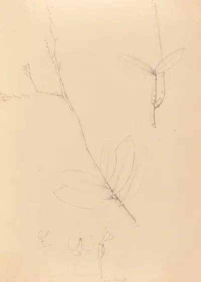 Ikonografia storczyków Brazylii, tabl. 40, João Barbosa Rodrigues
