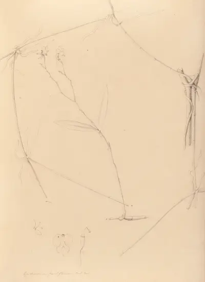 Ikonografia storczyków Brazylii, tablica 41, João Barbosa Rodrigues