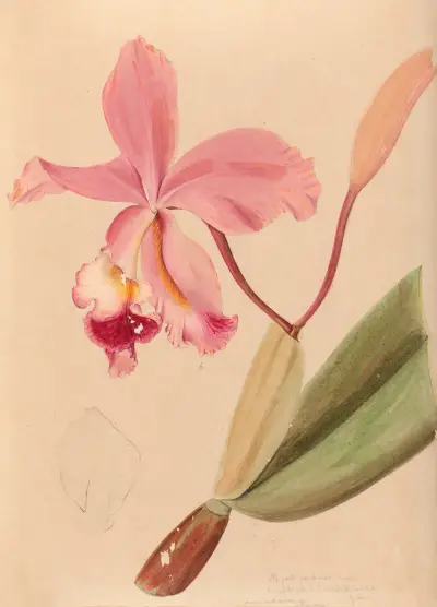Iconografia das orquídeas do Brasil, pl. 48, João Barbosa Rodrigues