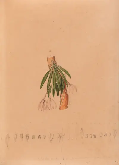 Iconographie des orchidées du Brésil Pl.50, João Barbosa Rodrigues