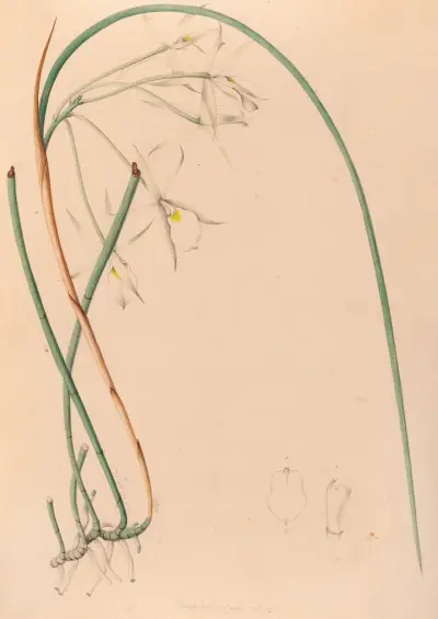 Iconografia das orquídeas do Brasil, pl. 51, João Barbosa Rodrigues