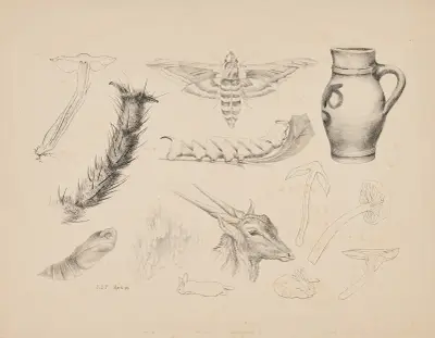Fungi, the magnified leg of a fly, studies of a privet hawk moth and its life-cycle, a jug, a gazelle’s head and rabbits von Beatrix Potter